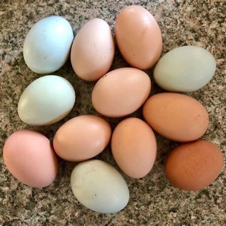 Combien d’œufs pond une poule par an