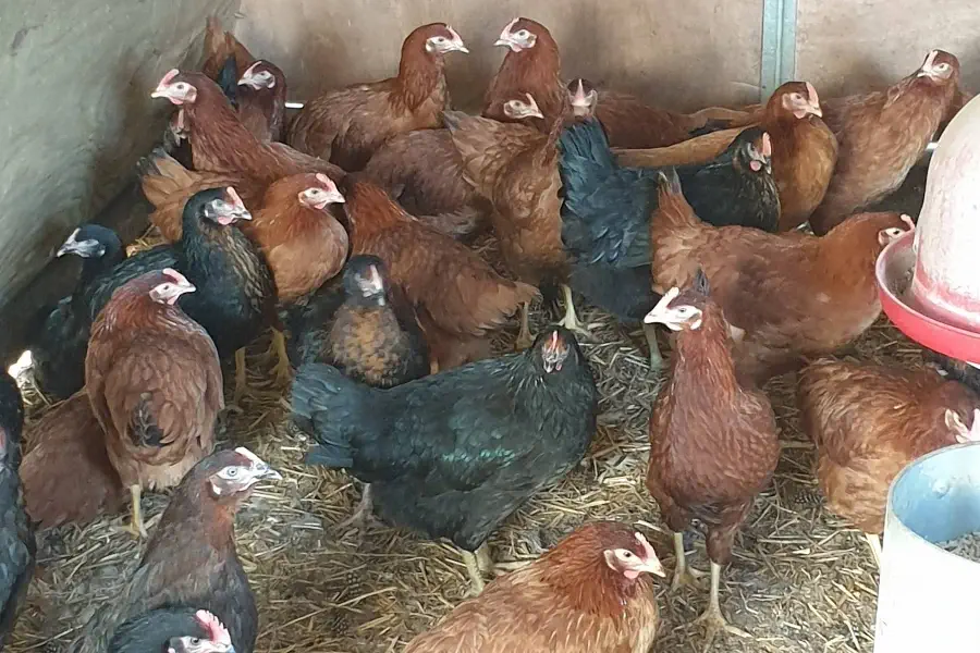 Poules pondeuses